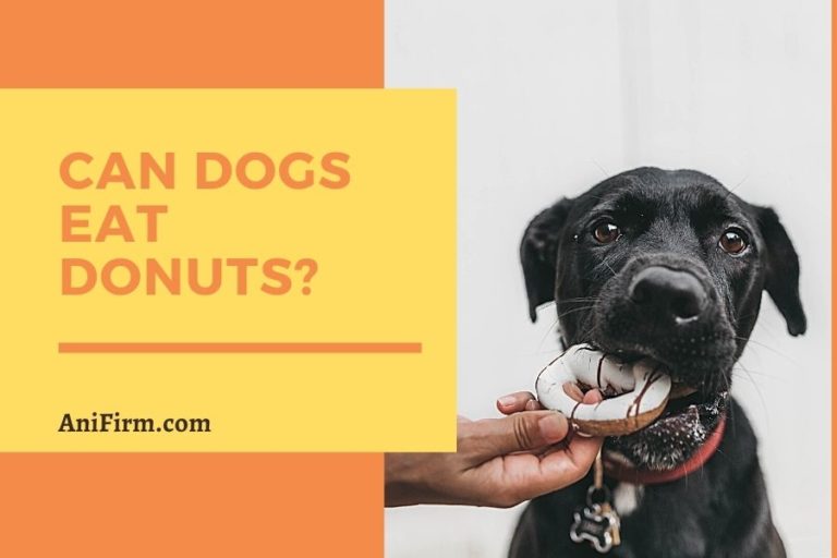 can-dogs-eat-donuts