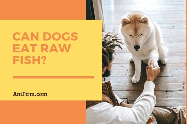 Can Dogs Eat Raw Fish? Is Raw Fish Good for Dogs?