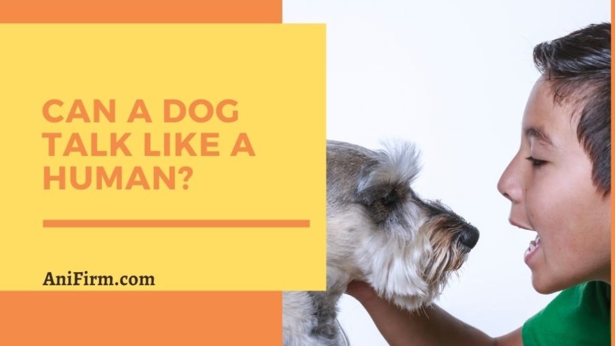 can dogs speak human language