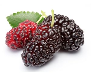 Can Dog Eat Mulberry