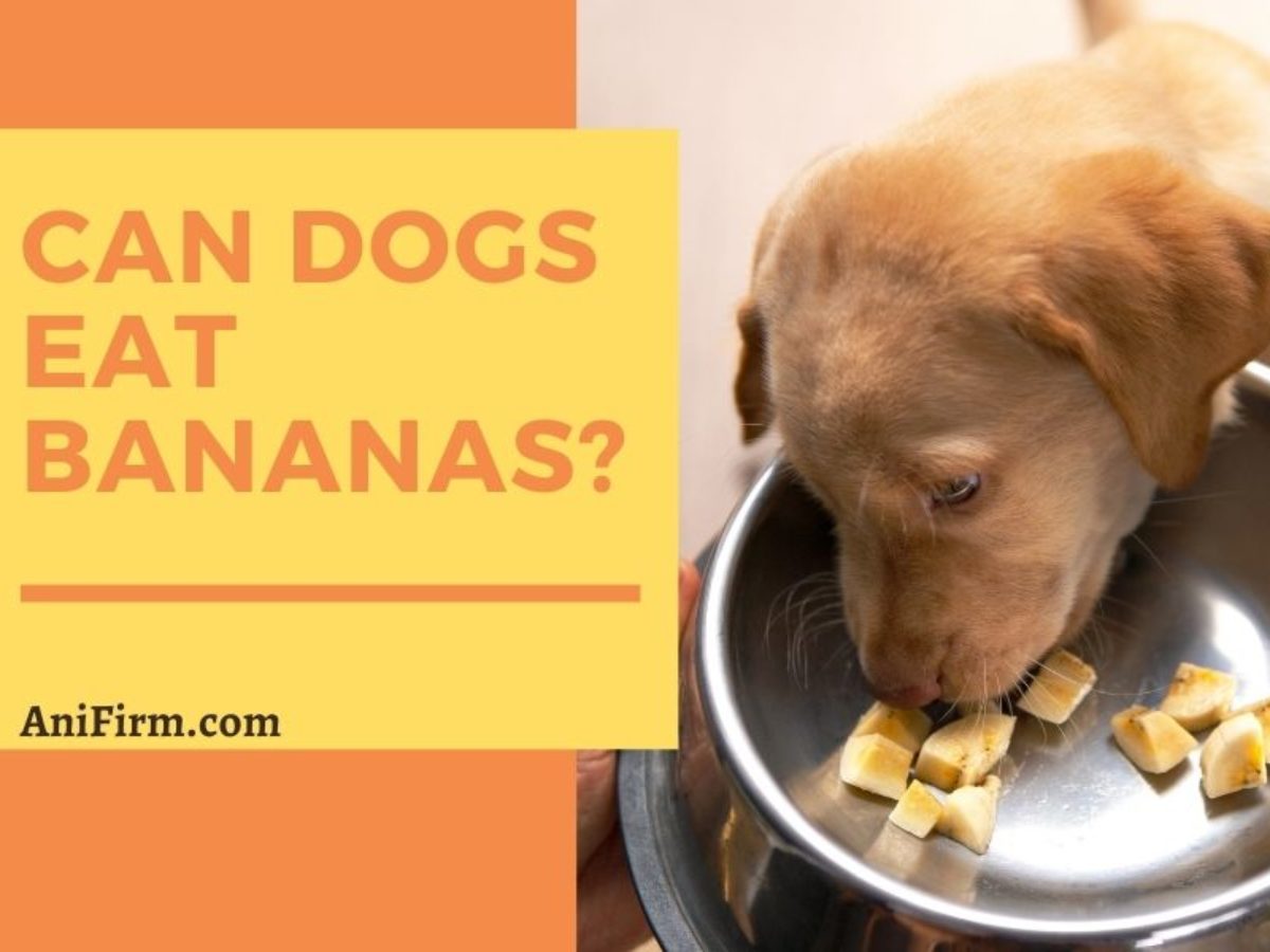 can u give dogs bananas