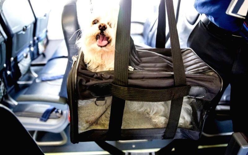 Dog in flight cabin