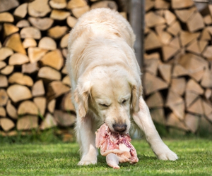 dog eating a piece of meat