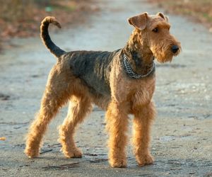 Airedale Terrier Dog Breeds