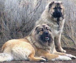 Armenian Gampr Dog Breeds