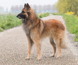 Belgian Shepherd Dog Breeds