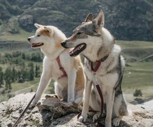 Canadian Eskimo Dog Breeds