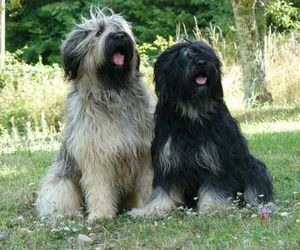 Cão da Serra de Aires Dog Breeds