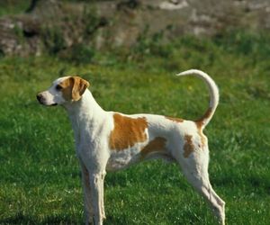 Chien Français Blanc et Orange Dog Breeds