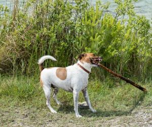 Danish-Swedish Farmdog Dog Breeds