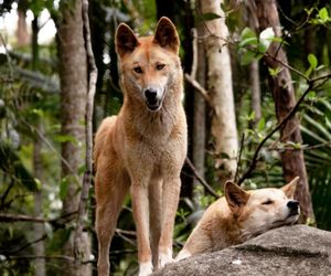 Dingo Dog Breeds