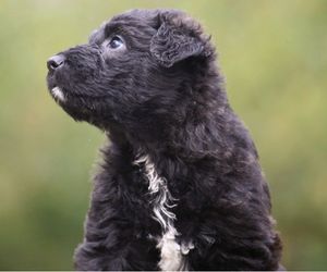 Dutch Shepherd Dog Breeds