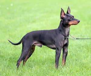 English Toy Terrier (Black & Tan) Dog Breeds