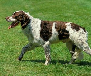 French Spaniel Dog Breeds