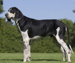 Grand Anglo-Français Blanc et Noir Dog Breeds