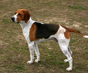 Grand Anglo-Français Tricolore Dog Breeds
