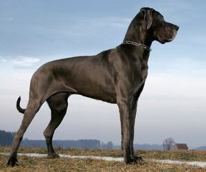 Great Dane Dog Breeds