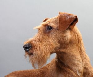 Irish Terrier Dog Breeds