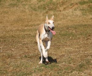 Old Croatian Sighthound Dog Breeds