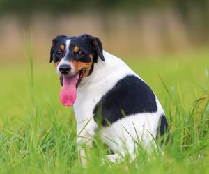 Parson Russell Terrier Dog Breeds