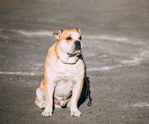 Perro de Pastor Mallorquin Dog Breeds
