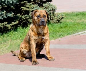 Perro de Presa Canario Dog Breeds