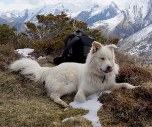 Pyrenean Mountain Dog Breeds