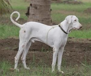 Rajapalayam Dog Breeds