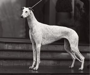 Rampur Greyhound Dog Breeds