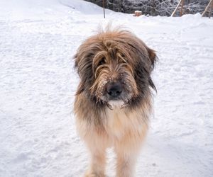 Romanian Mioritic Shepherd Dog Breeds