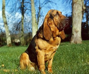 Saint Hubert Jura Hound Dog Breeds