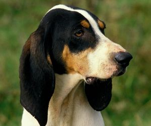 Serbian Tricolour Hound Dog Breeds