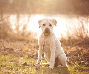 Soft-Coated Wheaten Terrier Dog Breeds
