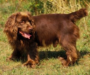 Sussex Spaniel Dog Breeds