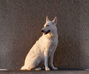 White Shepherd Dog Breeds