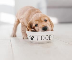 Arrange High-Quality Dog Food