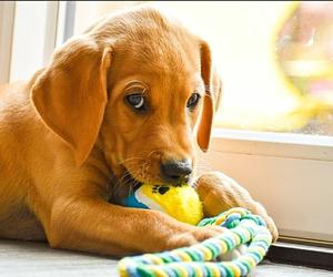 toys and supplies for puppy