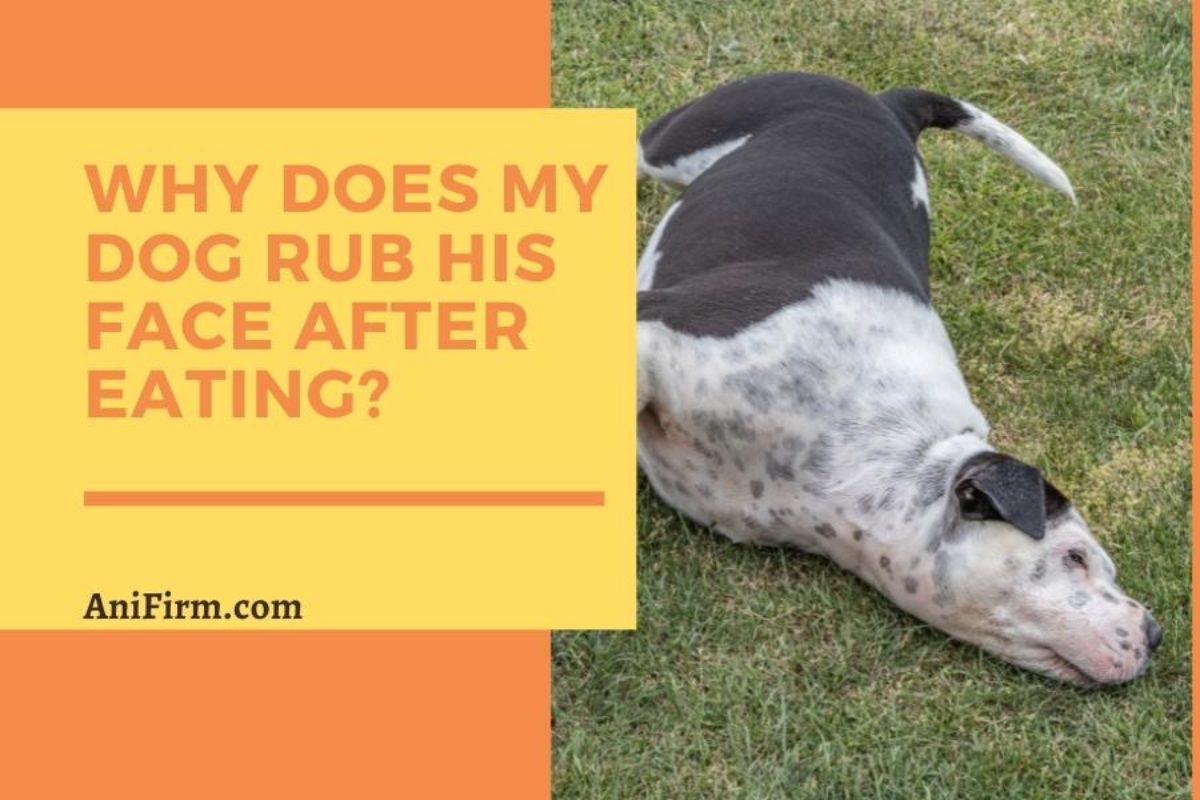 why do dogs rub on things after eating