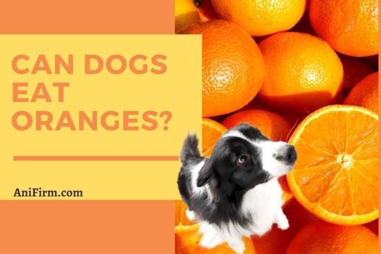 Can Dogs Eat Oranges? Are Oranges Safe for Dogs?
