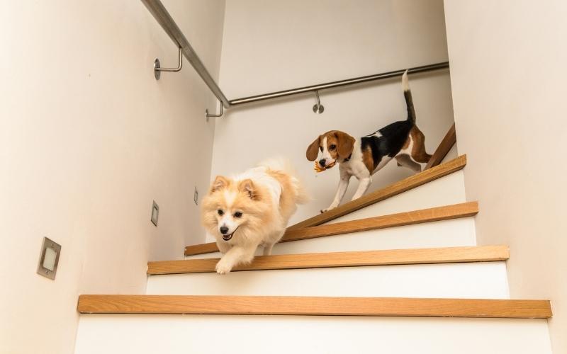 Run your dog stairs