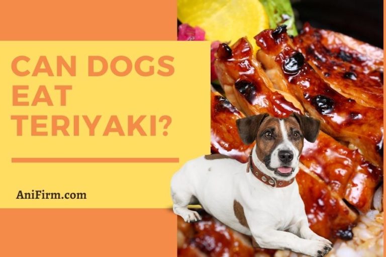 Can Dogs Eat Teriyaki?
