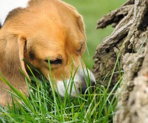 dog Eating Grass