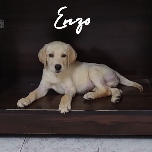 Enzo puppy a labrador