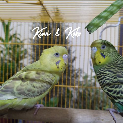 Kiwi and Koko budgies sitting together on perch