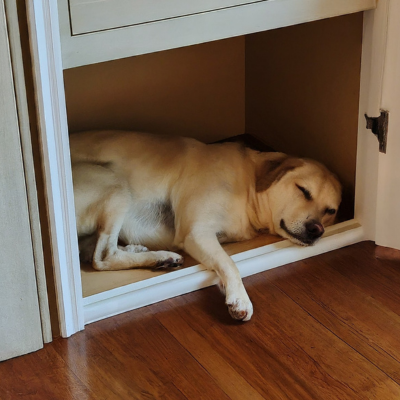 Dog sleeping in the closet
